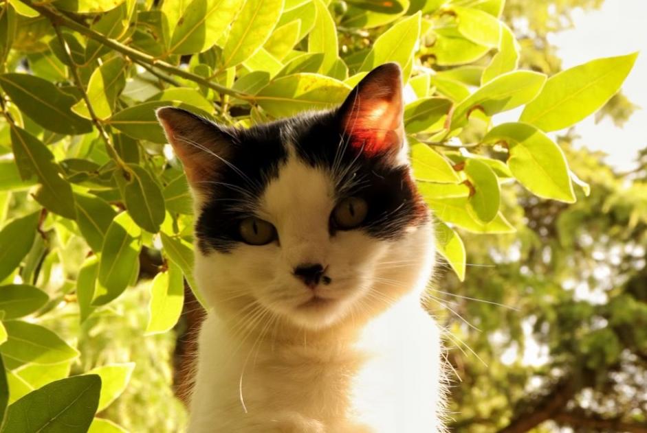 Vermisstmeldung Katze Weiblich , 9 jahre Orléans Frankreich Vermisstmeldung Katze Weiblich , 9 jahre Orléans Frankreich