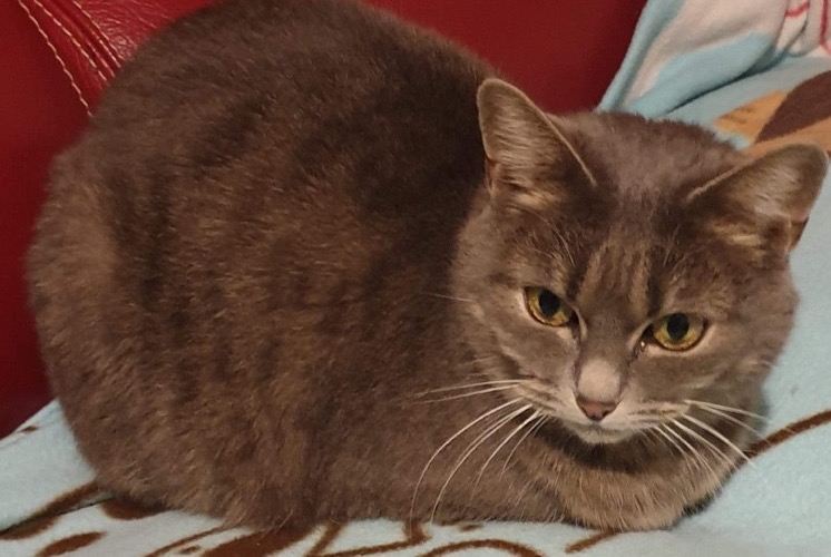 Vermisstmeldung Katze Weiblich , 11 jahre La Chapelle-Saint-Mesmin Frankreich Vermisstmeldung Katze Weiblich , 11 jahre La Chapelle-Saint-Mesmin Frankreich