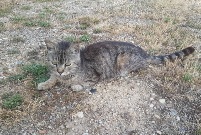 Fundmeldung Katze Weiblich Châteauneuf-sur-Loire Frankreich