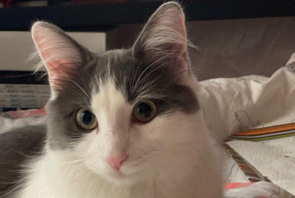 Vermisstmeldung Katze rassenmischung  Weiblich , 3 jahre Chuelles Frankreich