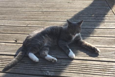 Disappearance alert Cat Male , 11 years Ormes France Disappearance alert Cat Male , 11 years Ormes France