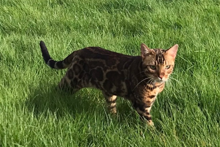 Disappearance alert Cat Male , 2 years Saint-Florent France Disappearance alert Cat Male , 2 years Saint-Florent France