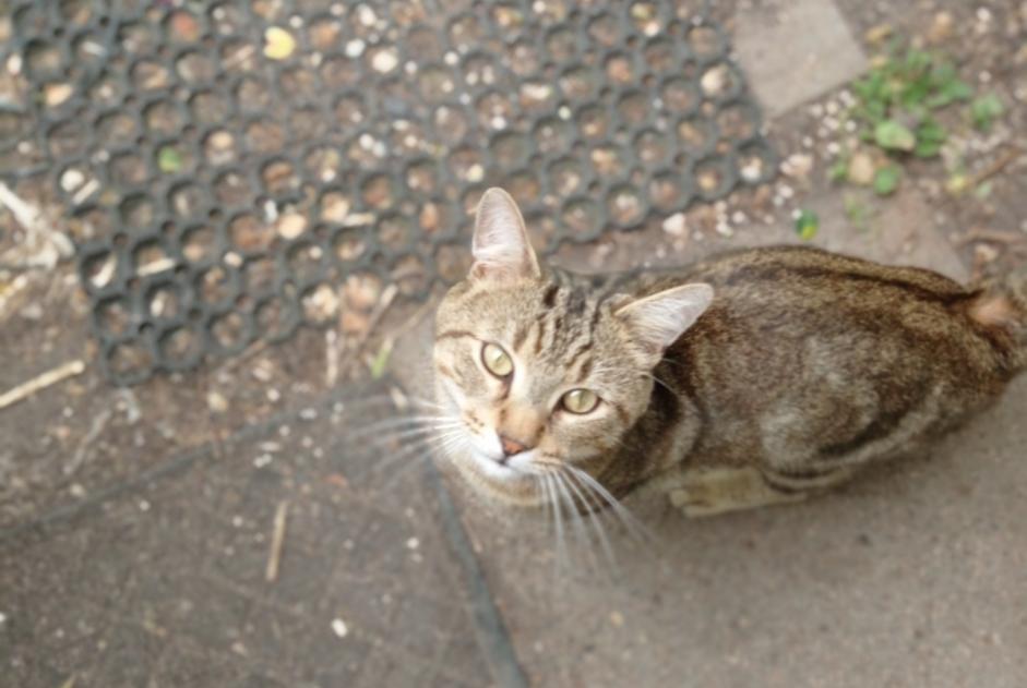 Discovery alert Cat  Male La Chapelle-Saint-Mesmin France