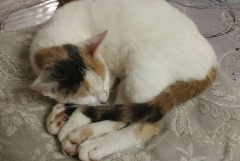 Discovery alert Cat Female Gien France Discovery alert Cat Female Gien France