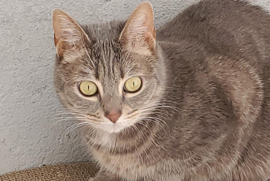 Alerta de Desaparición Gato Hembra , 8 años Puiseaux Francia Alerta de Desaparición Gato Hembra , 8 años Puiseaux Francia