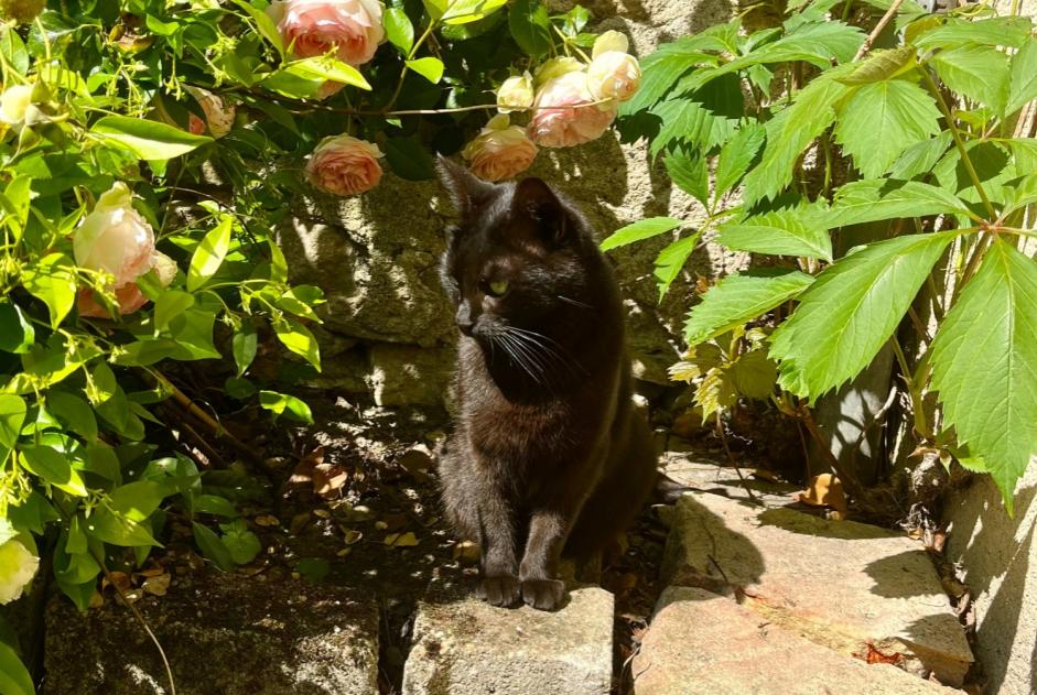 Alerta de Desaparición Gato Hembra , 6 años Fleury-les-Aubrais Francia Alerta de Desaparición Gato Hembra , 6 años Fleury-les-Aubrais Francia