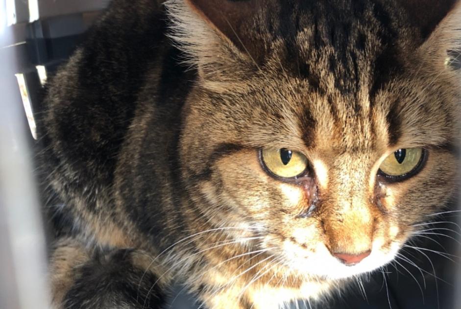 Alerta de Hallazgo Gato Desconocido , 5 años Saint-Jean-de-la-Ruelle Francia
