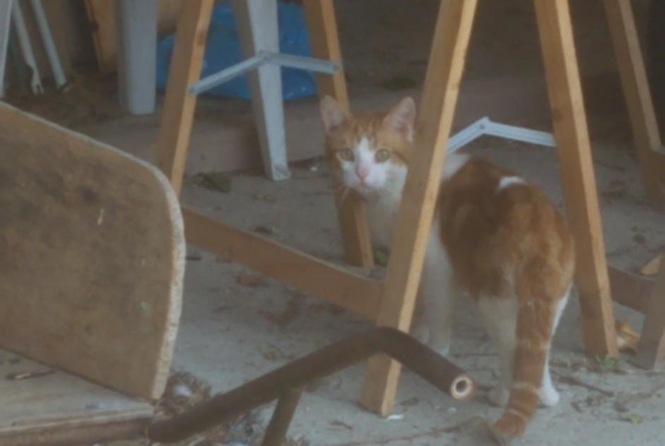 Alerte Disparition Chat  Mâle , 2 ans Préfontaines France