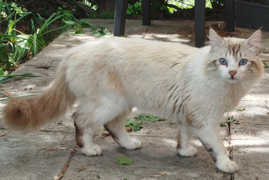 Alerte Découverte Chat croisement  Mâle , 2 ans Meung-sur-Loire France