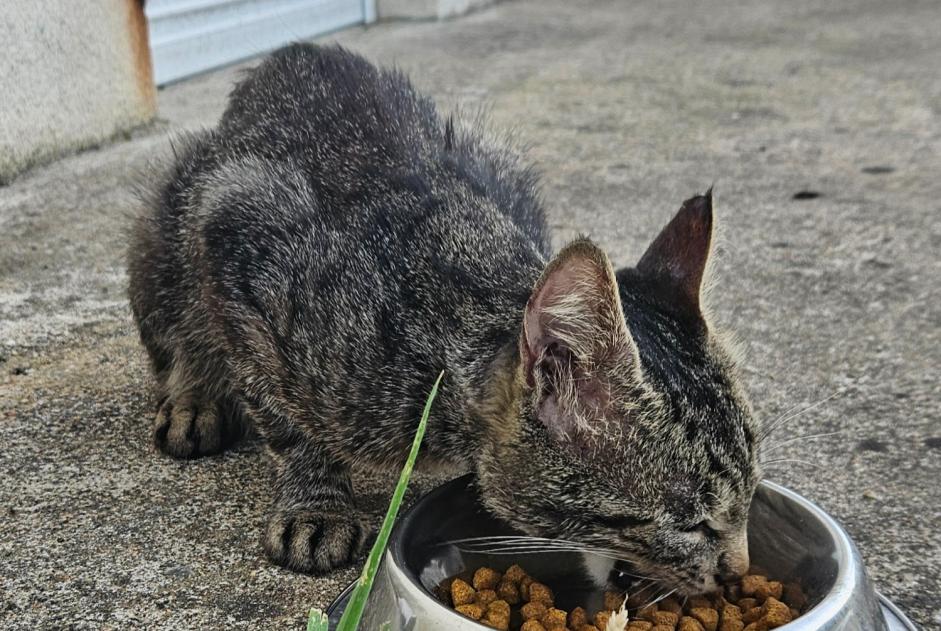 Alerte Découverte Chat Mâle Saint-Jean-de-la-Ruelle France