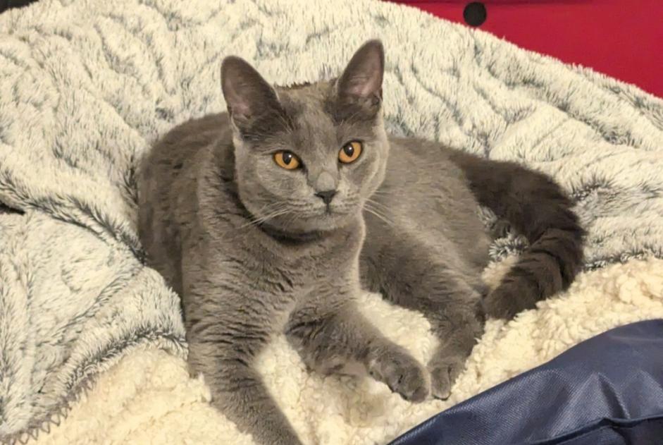 Alerte Disparition Chat  Femelle , 3 ans Saran France