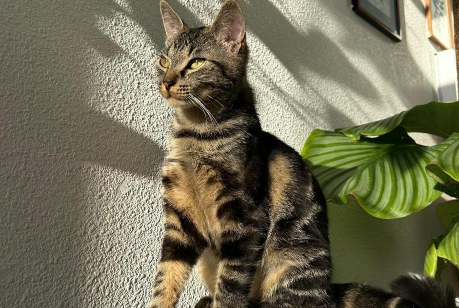 Avviso scomparsa Gatto Femmina , 3 anni Chécy Francia Avviso scomparsa Gatto Femmina , 3 anni Chécy Francia