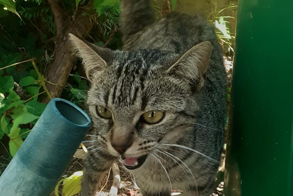 Ontdekkingsalarm Kat Vrouwtje Fleury-les-Aubrais Frankrijk Ontdekkingsalarm Kat Vrouwtje Fleury-les-Aubrais Frankrijk