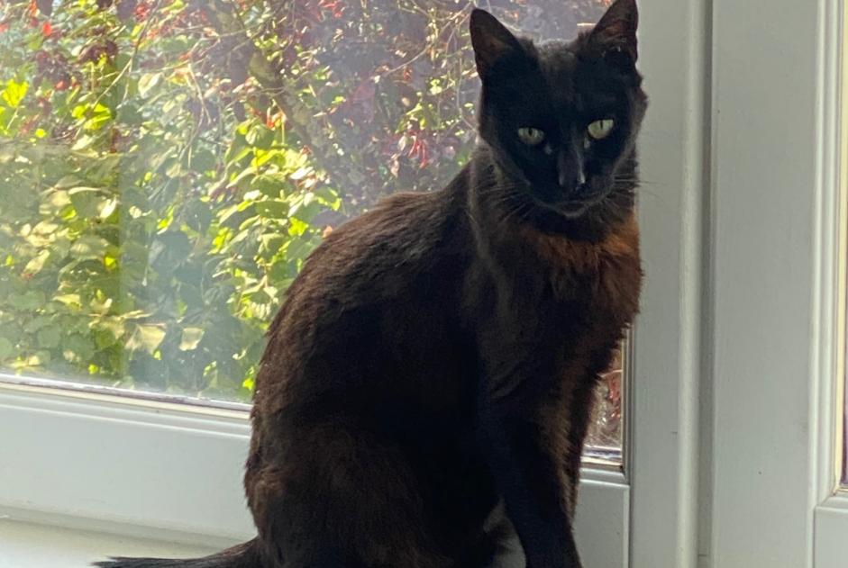 Ontdekkingsalarm Kat Onbekend , 1 jaar Olivet Frankrijk