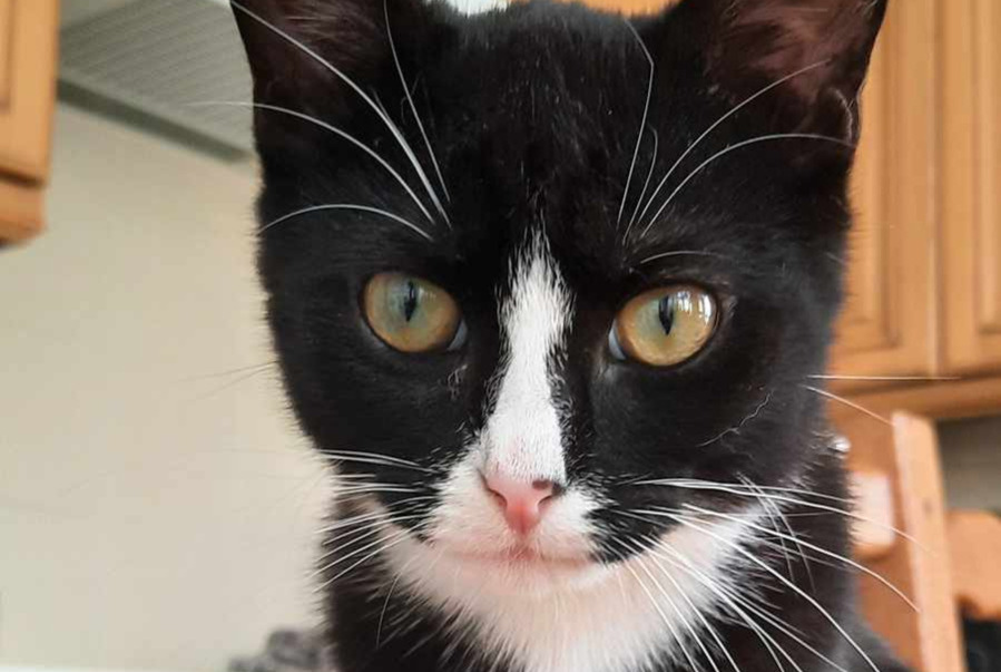 Alerta desaparecimento Gato Macho , 2 anos Gien France Alerta desaparecimento Gato Macho , 2 anos Gien France