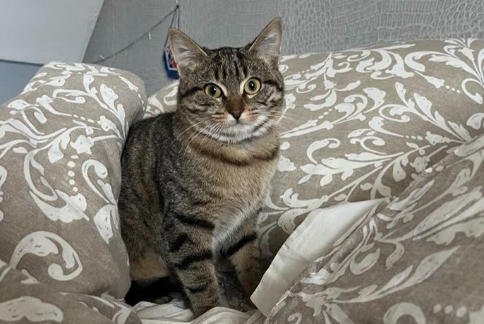 Alerta desaparecimento Gato Fêmea , 2 anos La Chapelle-Saint-Mesmin France