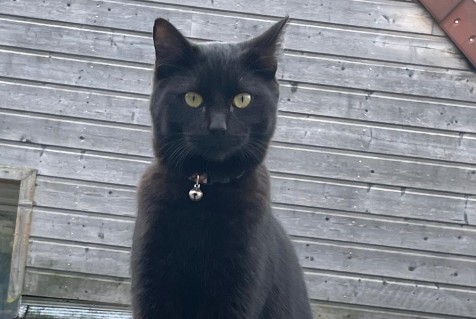 Alerta descoberta Gato Macho Pithiviers France